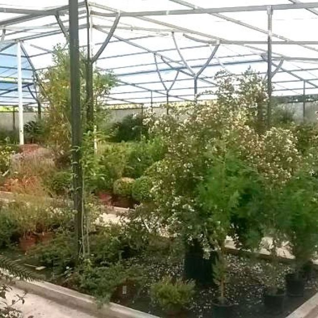 Cultivo de árboles, arbustos y plantas en San Sebastián de los Reyes