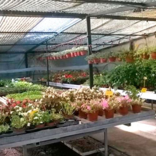 Venta de árboles en San Sebastián de los Reyes